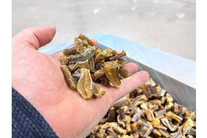 Natuurlijke en gezonde snacks voor uw trouwe viervoeter!
